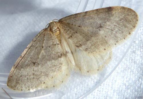 Operophtera fagata